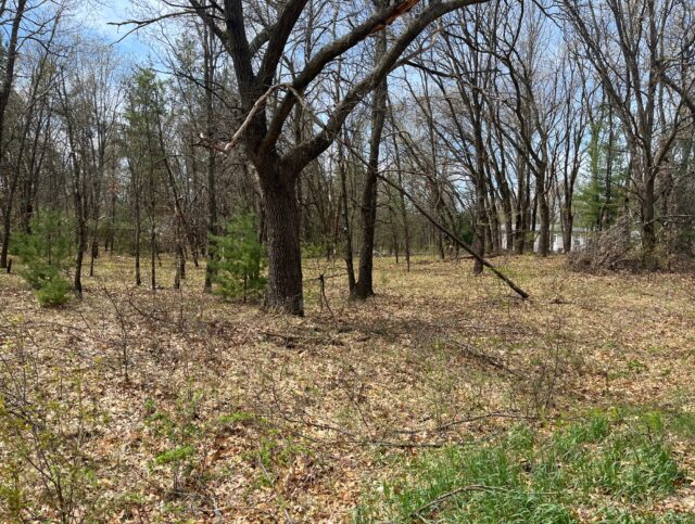Wooded Lot Pine Oaks Lot 38