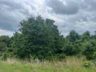 L6496 - Cozy Pines Lot 49