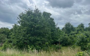 L6496 - Cozy Pines Lot 49