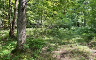 L6501 - Carter Creek 80 Acres