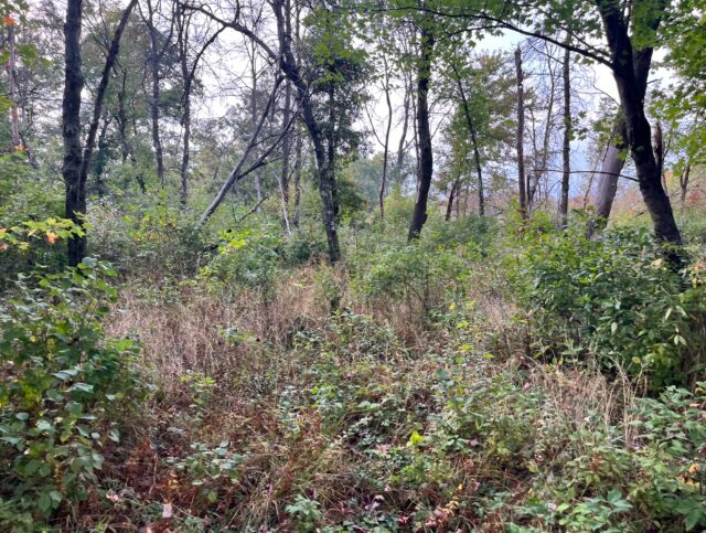 1193 Beaver Ave 19 Acres