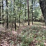 IMG_0005