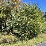 IMG_0136