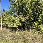 IMG_0140