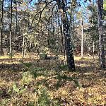 IMG_0270